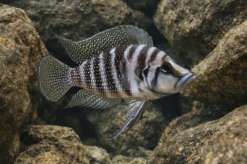 Altolamprologus calvus 'Sumbu' (Black)